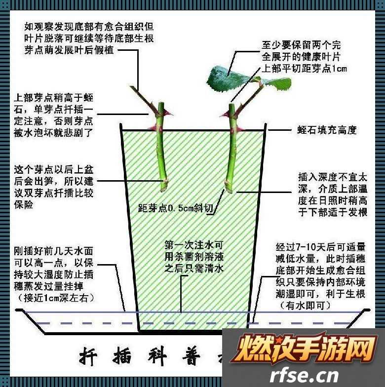 日本72变插花术